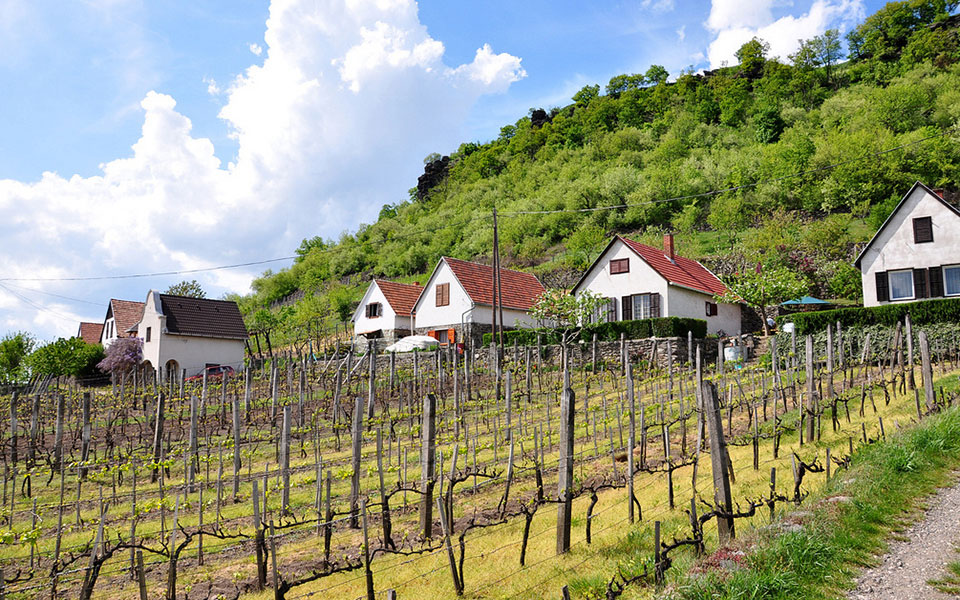 In Vino Veritas: Unearthing the Delicious Truth About Hungarian Wines 